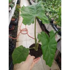 Alocasia Portodora 14 см горшок