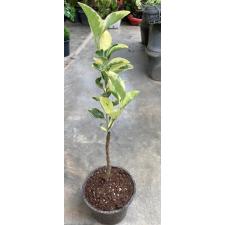 Цитрус померанцеволистный 'Манао Кай' варегатный / Citrus aurantifolia ‘Manao Kai’ variegated (grafted)