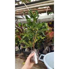 Codiaeum Orm Thong 185 (апрель)