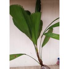 Licuala grandis (Palm) 167