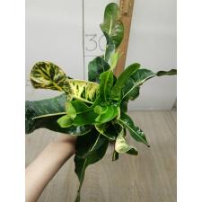 Codiaeum Thong Lhor