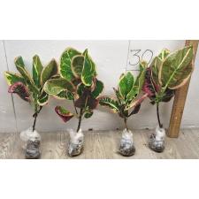 Codiaeum A13 Chom poo tha weep