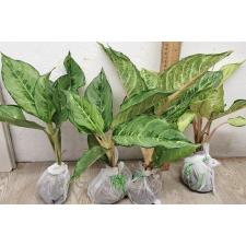 Аглаонема Лаки зеленая. / Aglaonema Lucky green A-55