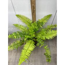 Nephrolepis exaltata 'Tiger' variegated