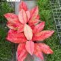 Aglaonema SP-14 Red Queen