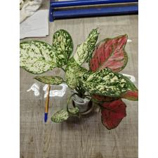 Aglaonema BA-2 Two tone