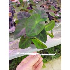Colocasia Esculenta 'cintho Aloha' 13 cm pot