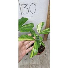 Caryota variegated (S) 