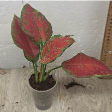 Аглаонема Субчоа / Aglaonema Subchoa A-36
