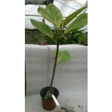 Ficus benghalensis 'Bengal Tiger'