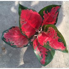 Aglaonema Sooksom Jaipong (green margin)125