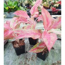 Aglaonema Red Queen pot