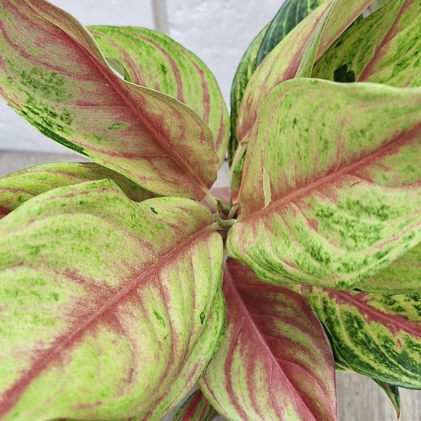Аглаонема Тонг Лай ма / Aglaonema Tong lai ma A-50