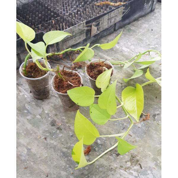 Филодендрон Сканденс миканс золотой / philodendron scandens micans gold
