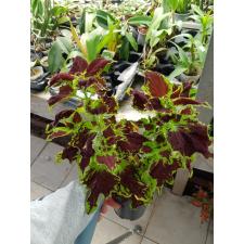 Coleus 2