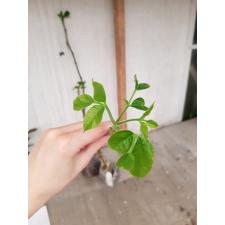 Sandoricum koetjape (Santol) (grafted) 296