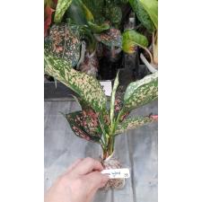 Aglaonema Rub Ngern Rub Thong (big leaf) 58