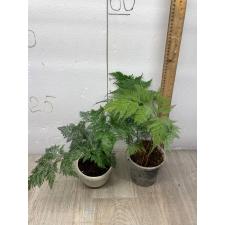 davallia fejeensis plumosa