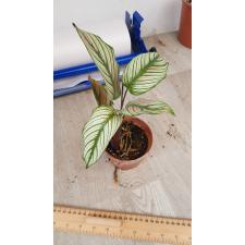Calathea Vittata 450р