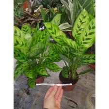 Calathea Leopardina pot 12 cm