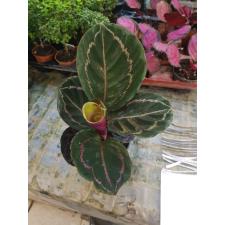 Calathea Roseopicta 'dottie' P12
