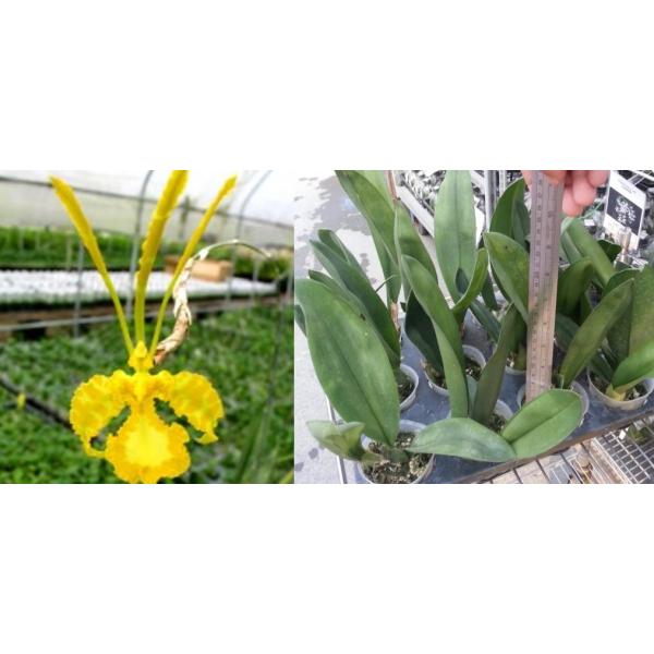 Онцидиум «Марипоса Альба» / Onc. Mariposa alba