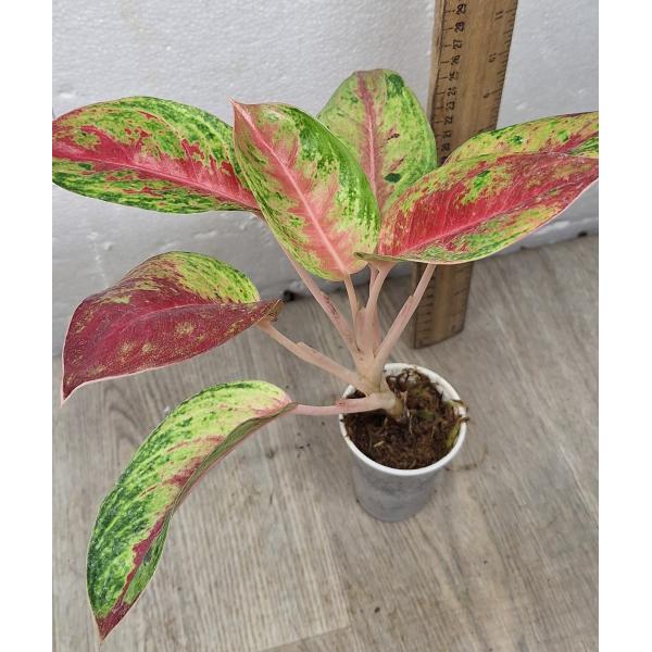Aglaonema Siam Pink
