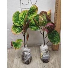 Codiaeum  A10 Chai ya sen