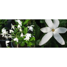  Gardenia Nitida 126 по 3200р