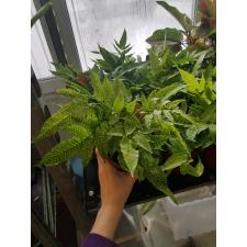 Coniogramme emeiensis 'Golden Zebra (Fern, папоротник)