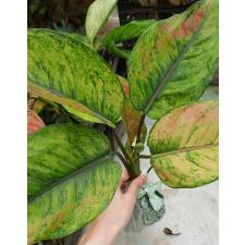 Aglaonema sp ( L) Heng Heng