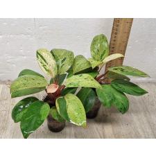 Philodendron Congo dwarf variegated