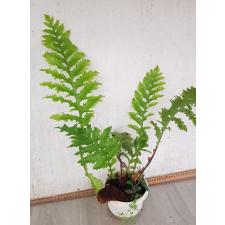 Aglaomorpha meyeniana var. Crested pot 3500р