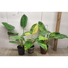 Philodendron congo variegated 