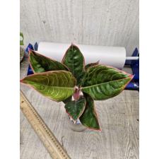 Aglaonema Lipstick thai