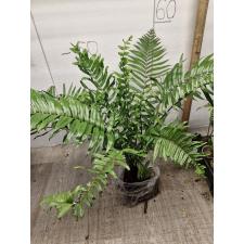 Nephrolepis biserrata 'giant leaf'. Peru black (L)