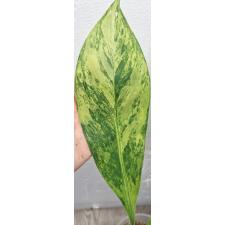 Диффенбахия сп. желтая варегатность / dieffenbachia sp Yellow variegated стакан