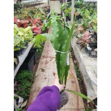 Polypodium musifolium x Microsorum 'Mermaidtail'