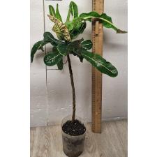 Codiaeum Thong Lhor