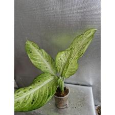 Dieffenbachia Camouflage стакан ,М , Д