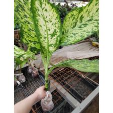 Dieffenbachia Siri Mongkol 304