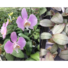 Фаленопсис Сандериана х сиб / Phal. sanderiana X sib