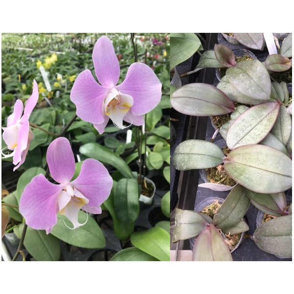 Фаленопсис Сандериана х сиб / Phal. sanderiana X sib