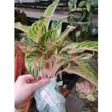 Aglaonema BA-3 ( XL) Nam Chok