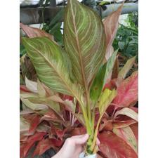 Aglaonema P-34 Gamlainak