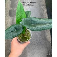 Alocasia scalprum2.5"A5ps. October