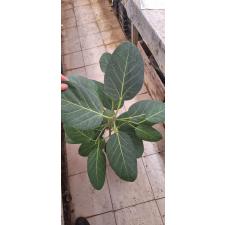ficus benghalensis L 