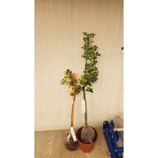 Феронелла лусида Карликовая (Желтая варегатность) / Feroniella lucida Dwarf (yellow variegated)