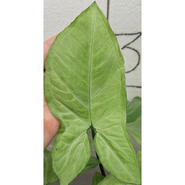 Сингониум Вайт Баттерфлай / syngonium white butterfly