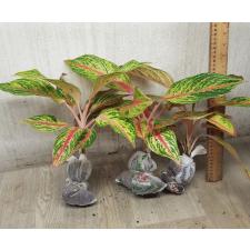 Aglaonema Kwak Nam Chok A-118 